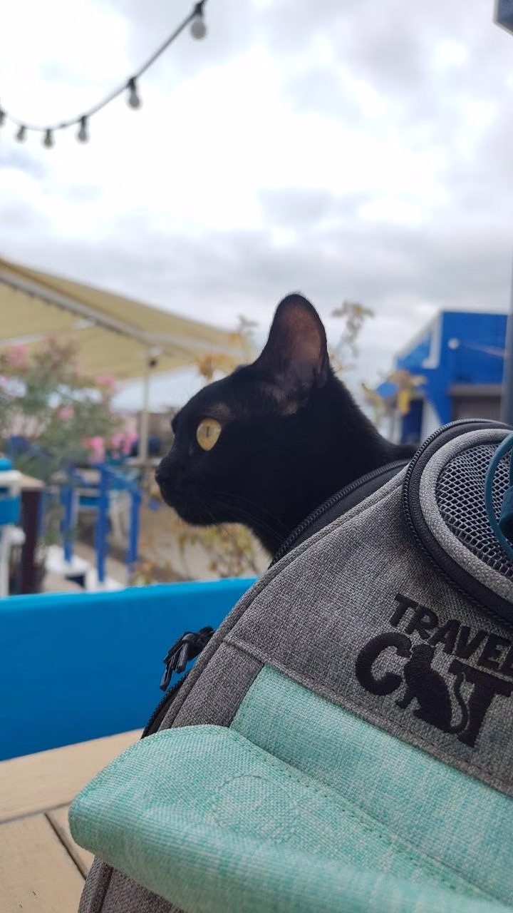 Haki, a black Bombay cat, looking out from a travel backpack on a terrace table